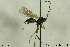  ( - CollHH187)  @12 [ ] CreativeCommons - Attribution Non-Commercial Share-Alike (2018) Hakon Haraldseide NTNU University Museum, Department of Natural History