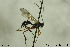  ( - CollHH189)  @12 [ ] CreativeCommons - Attribution Non-Commercial Share-Alike (2018) Hakon Haraldseide NTNU University Museum, Department of Natural History