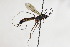  (Lissonota proxima - CollHH1894)  @13 [ ] Creative Commons  Attribution Non-Commercial Share-Alike (2018) Hakon Haraldseide Unspecified