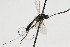  (Lissonota jugorum - CollHH1899)  @13 [ ] Creative Commons  Attribution Non-Commercial Share-Alike (2018) Hakon Haraldseide Unspecified