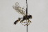  (Lathrolestes orbitalis - CollHH1904)  @13 [ ] Creative Commons  Attribution Non-Commercial Share-Alike (2018) Hakon Haraldseide Unspecified
