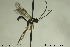  (Phytodietus femoralis - CollHH194)  @12 [ ] Creative Commons  Attribution Non-Commercial Share-Alike (2018) Hakon Haraldseide Unspecified