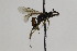 (Endasys varipes - CollHH1967)  @13 [ ] Creative Commons  Attribution Non-Commercial Share-Alike (2018) Hakon Haraldseide Unspecified