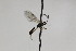  ( - CollHH2002)  @12 [ ] Creative Commons  Attribution Non-Commercial Share-Alike (2018) Hakon Haraldseide Unspecified