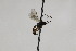  (Zoophthorus palpator - CollHH2026)  @12 [ ] Creative Commons  Attribution Non-Commercial Share-Alike (2018) Hakon Haraldseide Unspecified