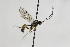  (Campodorus difformis - CollHH2098)  @11 [ ] Creative Commons  Attribution Non-Commercial Share-Alike (2018) Hakon Haraldseide Unspecified