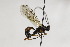  ( - CollHH2176)  @14 [ ] Creative Commons  Attribution Non-Commercial Share-Alike (2018) Hakon Haraldseide Unspecified