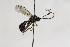  (Lamachus consimilis - CollHH2179)  @13 [ ] Creative Commons  Attribution Non-Commercial Share-Alike (2018) Hakon Haraldseide Unspecified
