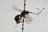  (Lamachus dispar - CollHH2183)  @13 [ ] Creative Commons  Attribution Non-Commercial Share-Alike (2018) Hakon Haraldseide Unspecified