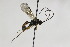  (Mesoleius intermedius - CollHH2207)  @13 [ ] Creative Commons  Attribution Non-Commercial Share-Alike (2018) Hakon Haraldseide Unspecified