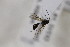  (Tersilochus nitidipleuris - CollHH2266)  @12 [ ] Creative Commons  Attribution Non-Commercial Share-Alike (2018) Hakon Haraldseide Unspecified