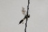  (Tersilochus curvator - CollHH2270)  @12 [ ] Creative Commons  Attribution Non-Commercial Share-Alike (2018) Hakon Haraldseide Unspecified