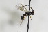  (Ascogaster bicarinata - CollHH2464)  @11 [ ] Creative Commons  Attribution Non-Commercial Share-Alike (2018) Hakon Haraldseide Unspecified