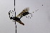  (Odontocolon kodama - CollHH2509)  @11 [ ] Creative Commons  Attribution Non-Commercial Share-Alike (2019) Hakon Haraldseide Unspecified