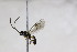  (Lathrolestes lucidulus - CollHH2642)  @11 [ ] Creative Commons  Attribution Non-Commercial Share-Alike (2019) Hakon Haraldseide Unspecified
