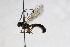  (Saotis nigriscuta - CollHH2647)  @11 [ ] Creative Commons  Attribution Non-Commercial Share-Alike (2019) Hakon Haraldseide Unspecified