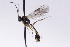  ( - CollHH2681)  @11 [ ] Creative Commons  Attribution Non-Commercial Share-Alike (2019) Hakon Haraldseide Unspecified