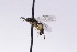  ( - CollHH2711)  @12 [ ] Creative Commons  Attribution Non-Commercial Share-Alike (2019) Hakon Haraldseide Unspecified