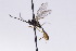  ( - CollHH2737)  @12 [ ] Creative Commons  Attribution Non-Commercial Share-Alike (2019) Hakon Haraldseide Unspecified