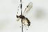  (Aleiodes circumscriptus - CollHH2762)  @11 [ ] Creative Commons  Attribution Non-Commercial Share-Alike (2019) Hakon Haraldseide Unspecified