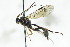  (Astiphromma albitarse - CollHH2774)  @11 [ ] Creative Commons  Attribution Non-Commercial Share-Alike (2019) Hakon Haraldseide Unspecified