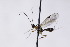  ( - CollHH2981)  @11 [ ] Creative Commons  Attribution Non-Commercial Share-Alike (2021) Hakon Haraldseide Unspecified
