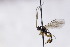  (Astiphromma brevitarsis - CollHH3030)  @11 [ ] Creative Commons  Attribution Non-Commercial Share-Alike (2021) Hakon Haraldseide Unspecified