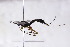  (Lissonota freyi - CollHH3042)  @11 [ ] Creative Commons  Attribution Non-Commercial Share-Alike (2021) Hakon Haraldseide Unspecified