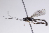  ( - CollHH3111)  @11 [ ] Creative Commons  Attribution Non-Commercial Share-Alike (2021) Hakon Haraldseide Unspecified