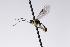  ( - CollHH3217)  @11 [ ] Creative Commons  Attribution Non-Commercial Share-Alike (2021) Hakon Haraldseide Unspecified