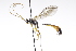  (Hadrodactylus idari - CollHH3225)  @11 [ ] Creative Commons  Attribution Non-Commercial Share-Alike (2021) Hakon Haraldseide Unspecified