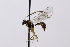  ( - CollHH3259)  @11 [ ] Creative Commons  Attribution Non-Commercial Share-Alike (2022) Hakon Haraldseide Unspecified