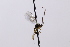  (Mesochorus frondosus - CollHH3266)  @11 [ ] Creative Commons  Attribution Non-Commercial Share-Alike (2022) Hakon Haraldseide Unspecified