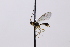  (Mesochorus dumosus - CollHH3278)  @11 [ ] Creative Commons  Attribution Non-Commercial Share-Alike (2022) Hakon Haraldseide Unspecified