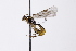  (Mesochorus iburganus - CollHH3292)  @11 [ ] Creative Commons  Attribution Non-Commercial Share-Alike (2022) Hakon Haraldseide Unspecified