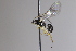  (Lathrolestes pleuralis - CollHH3397)  @11 [ ] Creative Commons  Attribution Non-Commercial Share-Alike (2022) Hakon Haraldseide Unspecified
