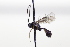  (Lemophagus curtus - CollHH3450)  @11 [ ] Creative Commons  Attribution Non-Commercial Share-Alike (2022) Hakon Haraldseide Unspecified