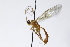  (Alexeter clavator - CollHH3917)  @11 [ ] Creative Commons  Attribution Non-Commercial Share-Alike (2023) Hakon Haraldseide Unspecified