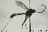  (Lissonota subaciculata - CollHH394)  @13 [ ] Creative Commons  Attribution Non-Commercial Share-Alike (2018) Hakon Haraldseide Unspecified