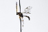  ( - CollHH3959)  @11 [ ] Creative Commons  Attribution Non-Commercial Share-Alike (2023) Hakon Haraldseide Unspecified