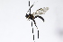  ( - CollHH3966)  @11 [ ] Creative Commons  Attribution Non-Commercial Share-Alike (2023) Hakon Haraldseide Unspecified