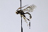  ( - CollHH3968)  @11 [ ] Creative Commons  Attribution Non-Commercial Share-Alike (2023) Hakon Haraldseide Unspecified