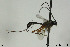  (Lissonota delphiniana - CollHH397)  @12 [ ] Creative Commons  Attribution Non-Commercial Share-Alike (2018) Hakon Haraldseide Unspecified