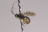  (Ctenochira pectinata - CollHH4005)  @11 [ ] Creative Commons  Attribution Non-Commercial Share-Alike (2025) Hakon Haraldseide Unspecified