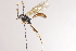  (Himerta scutellaris - CollHH4058)  @11 [ ] Creative Commons  Attribution Non-Commercial Share-Alike (2025) Hakon Haraldseide Unspecified