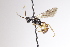  ( - CollHH4074)  @11 [ ] Creative Commons  Attribution Non-Commercial Share-Alike (2025) Hakon Haraldseide Unspecified