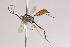  (Caenocryptus - CollHH4087)  @11 [ ] Creative Commons  Attribution Non-Commercial Share-Alike (2025) Hakon Haraldseide Unspecified
