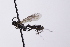  ( - CollHH4100)  @11 [ ] Creative Commons  Attribution Non-Commercial Share-Alike (2024) Hakon Haraldseide Unspecified