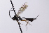  ( - CollHH4127)  @11 [ ] Creative Commons  Attribution Non-Commercial Share-Alike (2024) Hakon Haraldseide Unspecified
