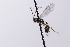  ( - CollHH4130)  @11 [ ] Creative Commons  Attribution Non-Commercial Share-Alike (2024) Hakon Haraldseide Unspecified